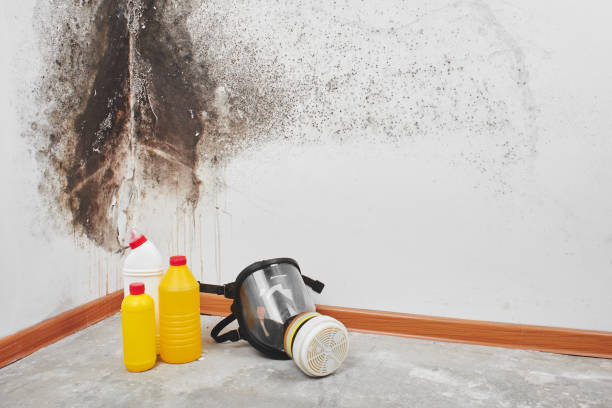 Best Black Mold Remediation in Manchester, WA