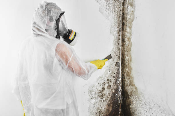 Best Mold Remediation for Schools in Manchester, WA