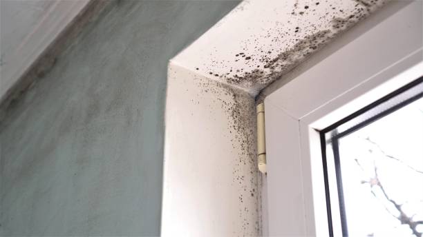 Best Residential Mold Remediation in Manchester, WA